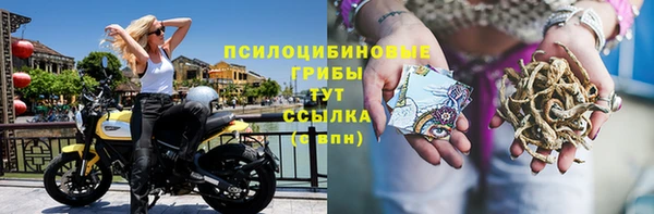 прущие грибы Белокуриха